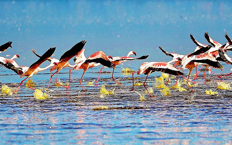 Masai Mara Honeymoon Packages